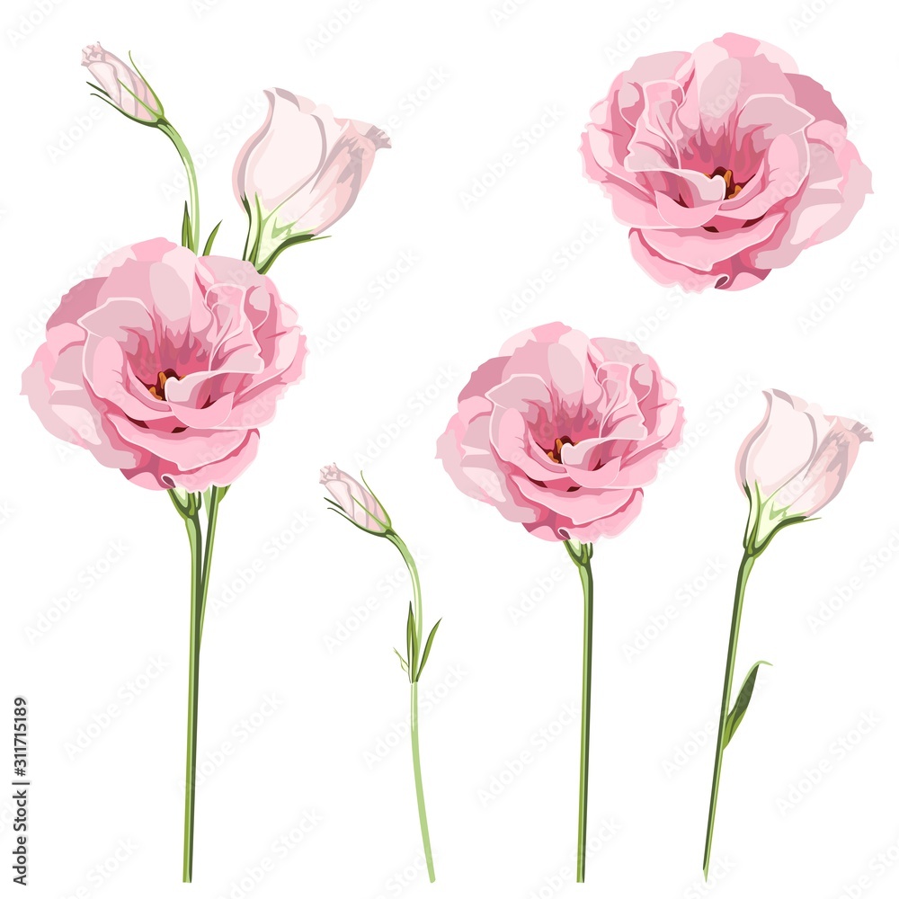 Pink eustoma set isolated on white. Flowers Lisiantus, Texas bluebell, Prairie tulip isolated on white background. Pink eustoma set isolated on white. Flowers Lisiantus, Texas bluebell, Prairie tulip isolated on white background.