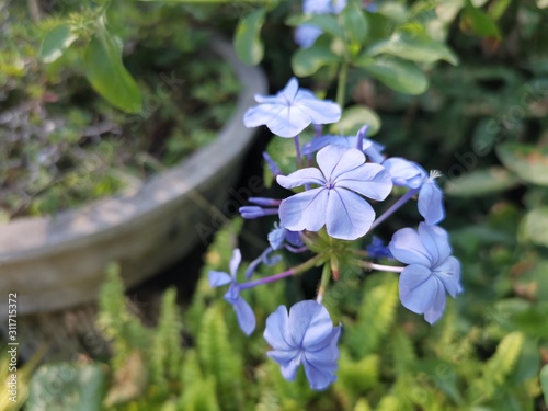 blue flower in garden