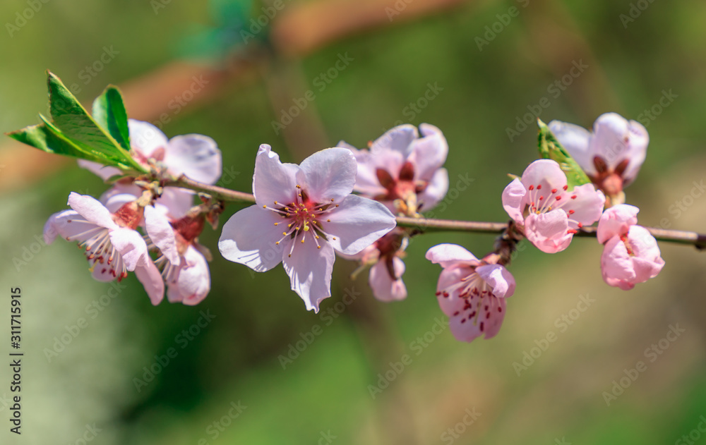 flowers of tree flowers of tree