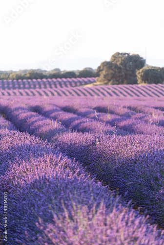 Fototapeta Naklejka Na Ścianę i Meble -  Brihuega lavender fields