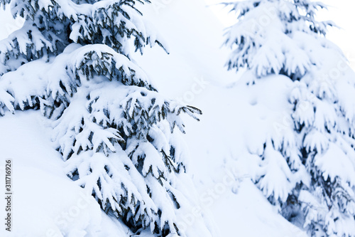 Close-up of beautiful smooth snowy fir branches