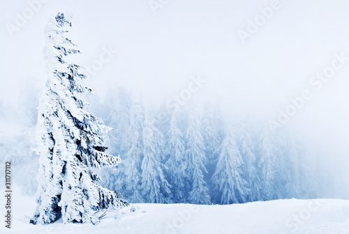 Beautiful snowy spruce trees inclined © YouraPechkin