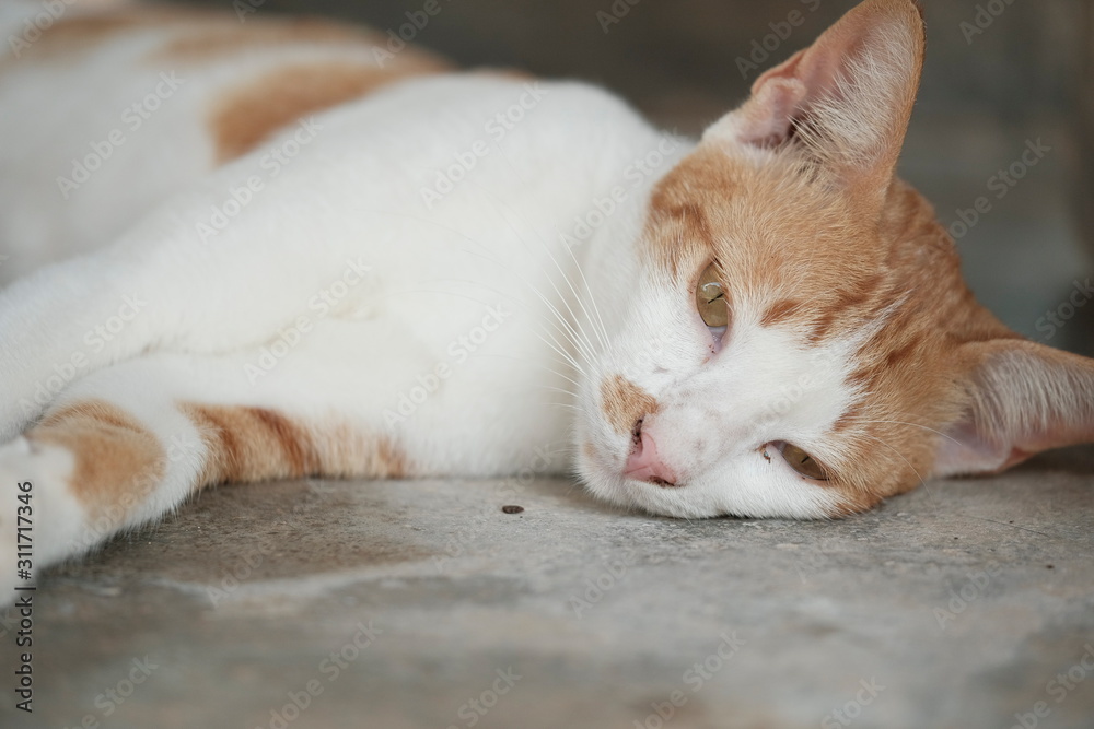 Lazy cat in weekend Lazy cat in weekend