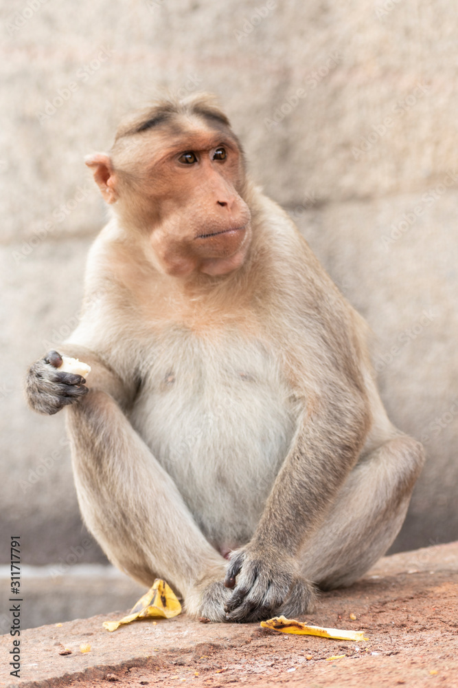A Rhesus macaque or Macaca mulatta is eating bananas