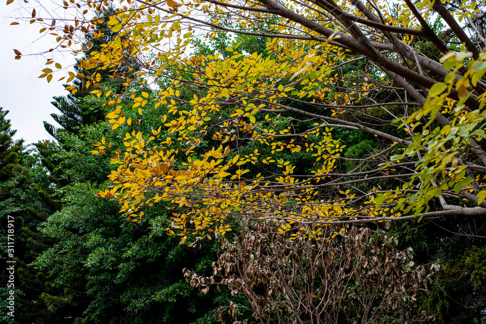 Yellow foliage on green spruce background in autumn Yellow foliage on green spruce background in autumn