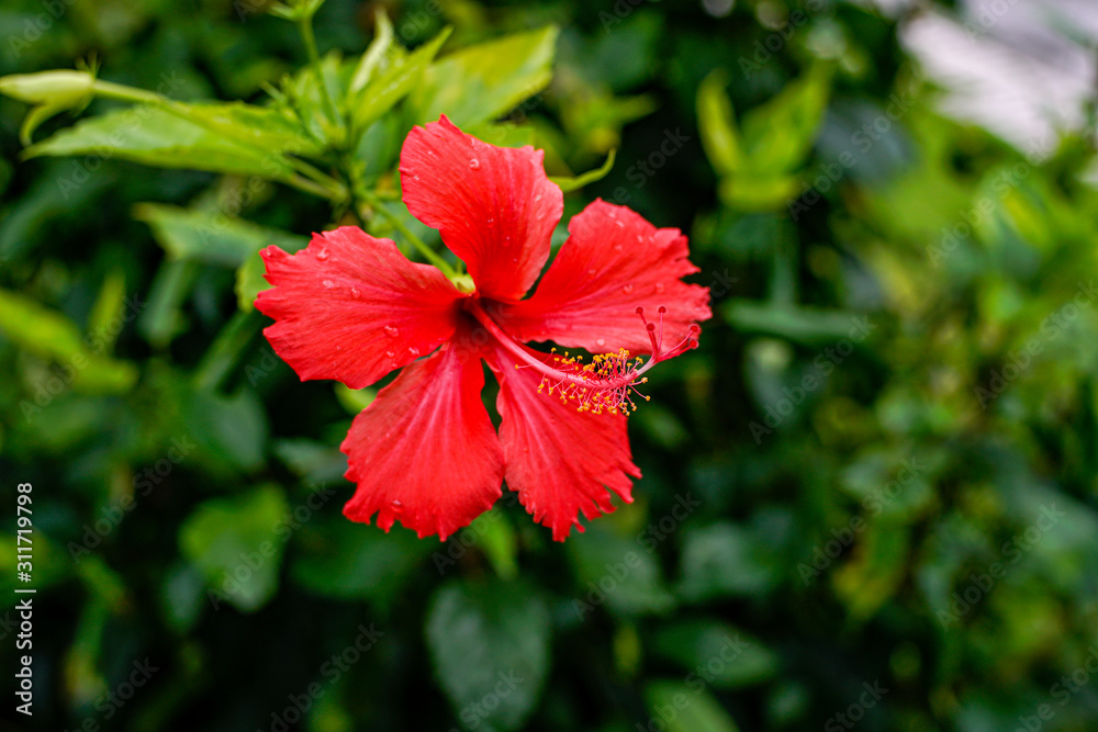 Red beautiful flower of hibiscus blooms surrounded by greenery Red beautiful flower of hibiscus blooms surrounded by greenery