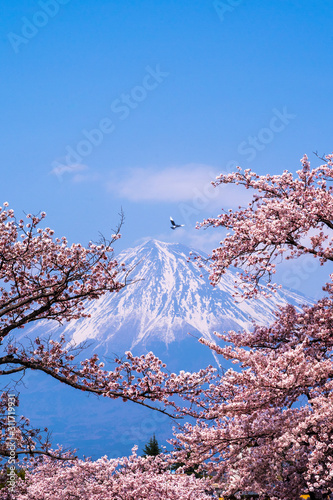 Mount Fuji Cherry Blossoms and Bird