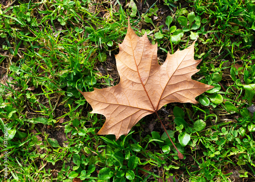 Isolated fallen leaf on green grass field Isolated fallen leaf on green grass field