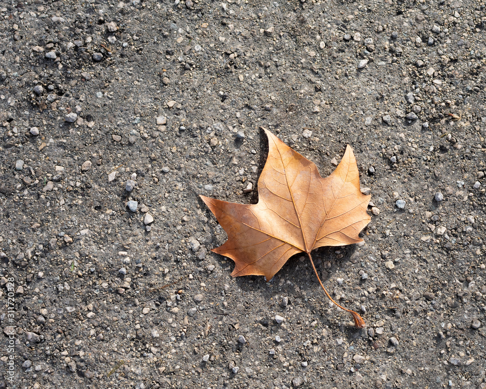 Isolated fallen leaf on natural pathway Isolated fallen leaf on natural pathway