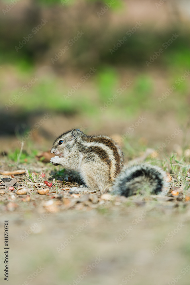 Indian Squirrel with nuts Indian Squirrel with nuts