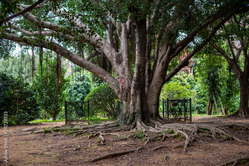 Ancient big tree with thick branchy trunk, curly roots and hanging roots in the park. Fabulous mysterious nature