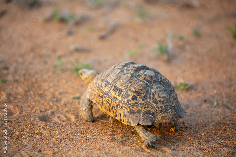 Fototapeta premium Leopard tortoise in the beautiful afternoon light.