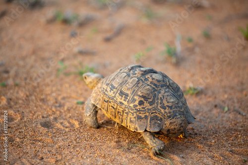 Fototapeta Naklejka Na Ścianę i Meble -  Leopard tortoise in the beautiful afternoon light.