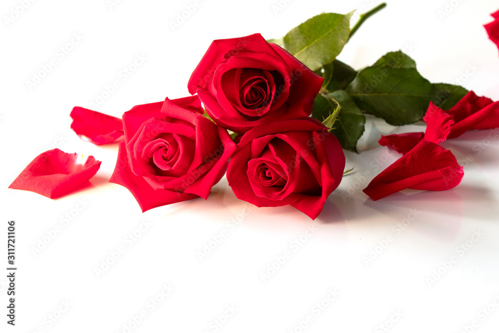 Fototapeta premium red rose isolated on white background , vaientine day