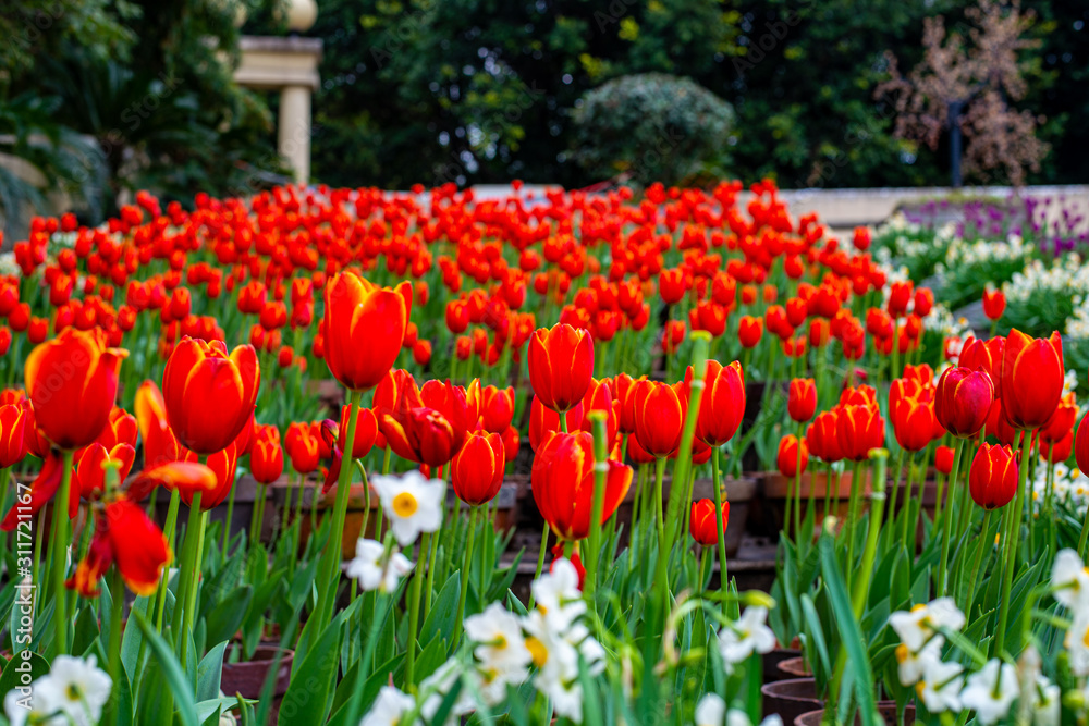 Field of tulips red color in Chinese park. Flowers with red petals with yellow border