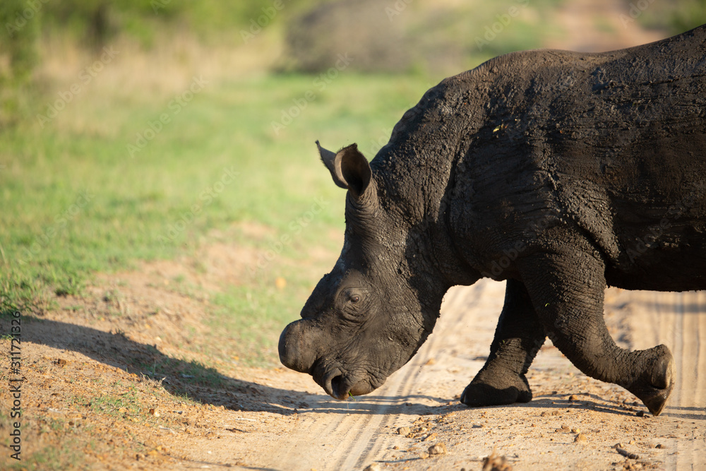 Large rhino whose horn has been partially removed to try prevent Rhino poaching