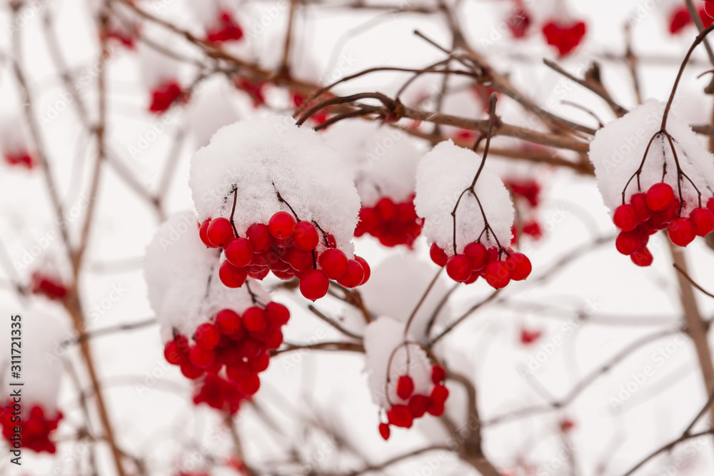 Viburnum berries in winter on a cloudy day.
