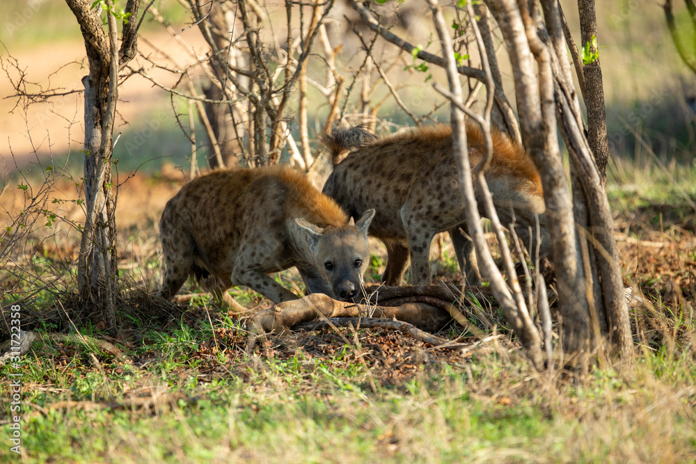 Obraz premium Clan of Hyaena fighting over the scraps of a lion kill