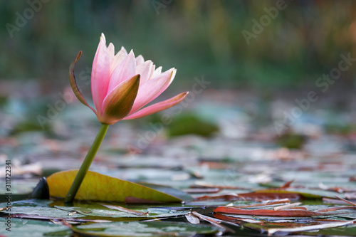 Beatiful lotus flower blossoming in the pond