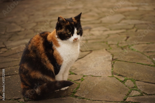 Tricolor cat sitting on the wild stone floor outdoor, domestic animals relax outdoor, maneki neko. © Omega