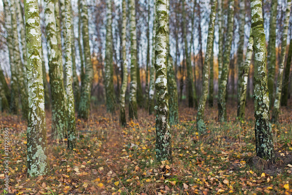 Birch forest in autumn. Autumn concept. Autumn in a birch forest Birch forest in autumn. Autumn concept. Autumn in a birch forest