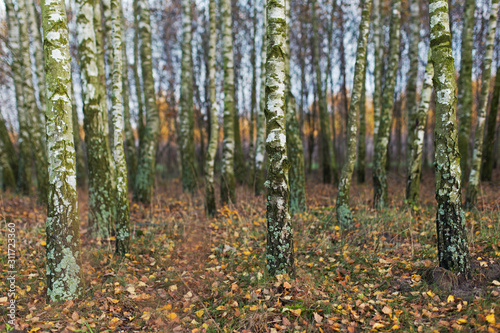  Birch forest in autumn. Autumn concept. Autumn in a birch forest