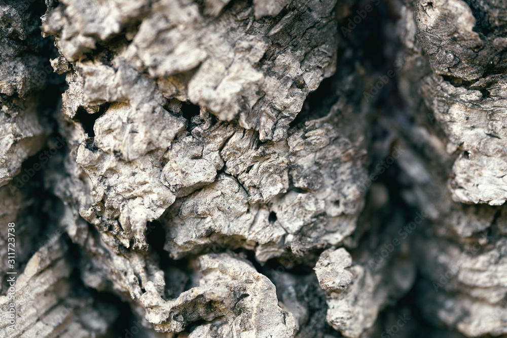 Texture of a cork tree bark macro photo Texture of a cork tree bark macro photo