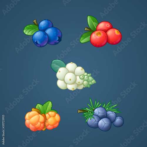 Berry icon set isolated. Snowberries, cloudberry, lingonberry, blueberry, juniper. Sweet fruit. Packaging logo design. Realistic stock vector illustration