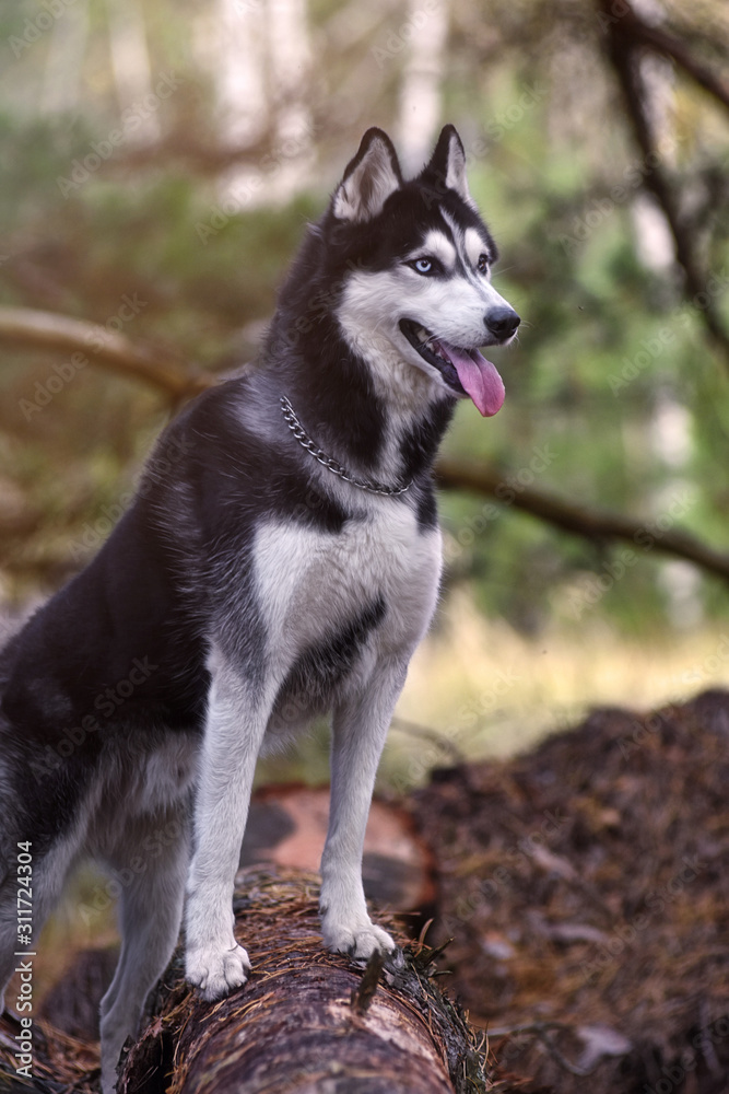 Portrait of happy dog breed Siberian husky in the bright yellow autumn forest. Portrait of happy dog breed Siberian husky in the bright yellow autumn forest.