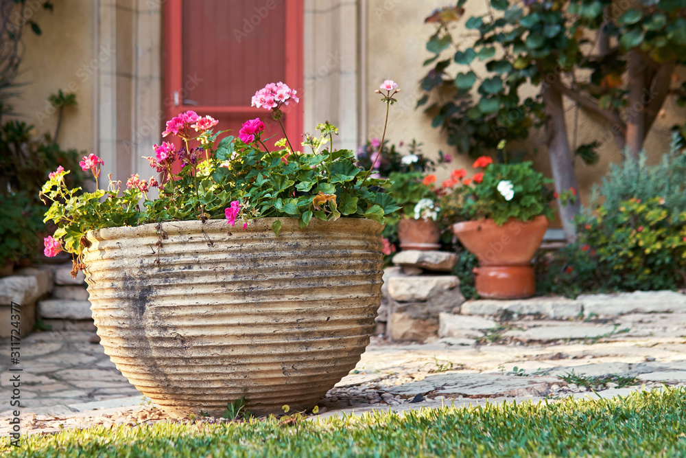 Large decorative clay flower pot in front of house with beautiful red flowers outdoors in summer evening