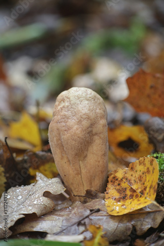 Clavariadelphus pistillaris, known as Giant Club fungus