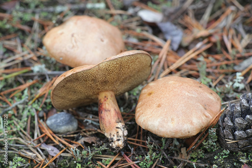 Suillus bovinus, also known as the cow mushroom or bovine bolete, wild mushroom from Finland