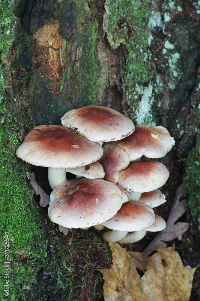 Hypholoma lateritium, known as bricktuft or brick cap mushroom, wild edible fungus from Finland Hypholoma lateritium, known as bricktuft or brick cap mushroom, wild edible fungus from Finland