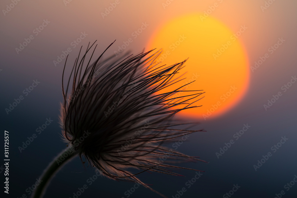 Abstract silhouette of a flower