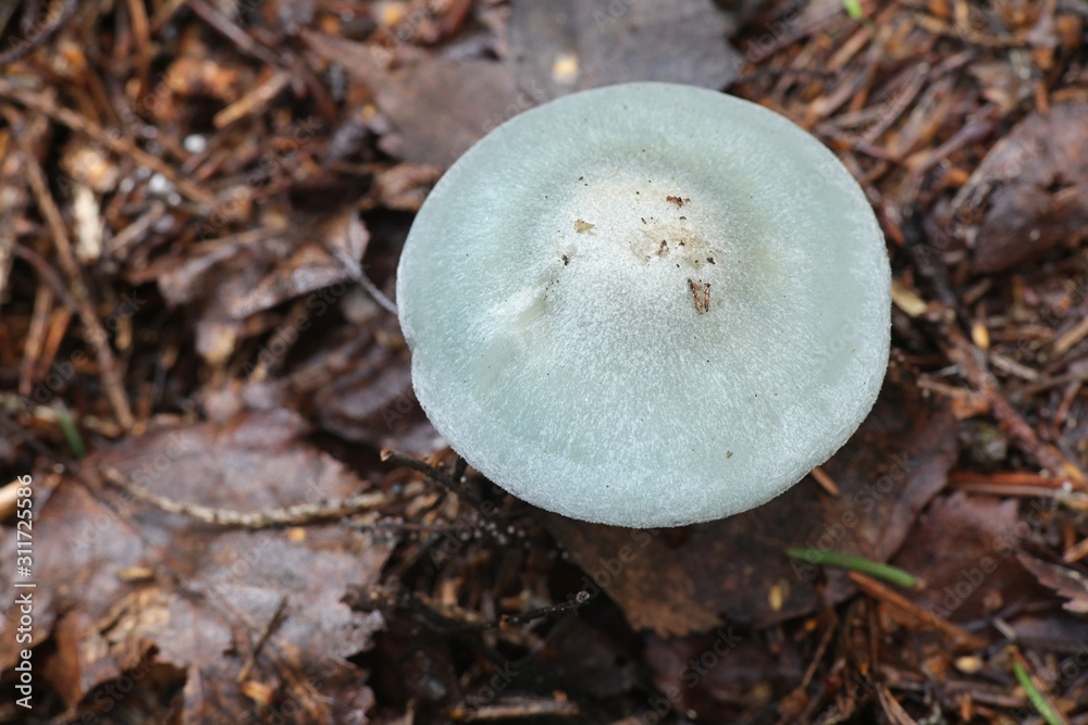 Clitocybe odora, known as the aniseed toadstool or aniseed funnel, wild mushroom from Finland Clitocybe odora, known as the aniseed toadstool or aniseed funnel, wild mushroom from Finland