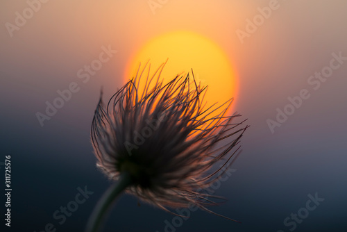 Abstract silhouette of a flower