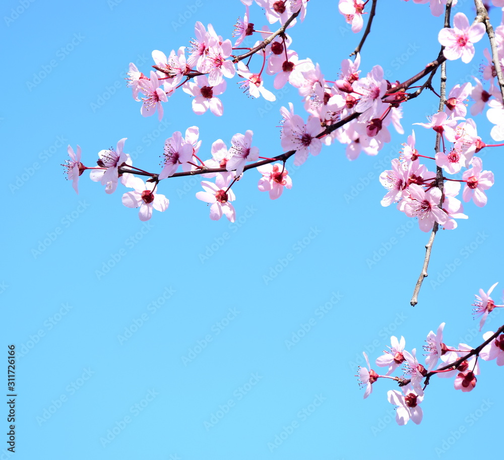 Zierkirschenblüte in rosa vor blauen Himmel freigestellt und isoliert mit Textraum Zierkirschenblüte in rosa vor blauen Himmel freigestellt und isoliert mit Textraum