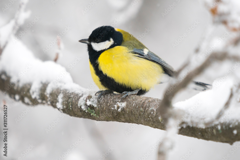 Naklejka premium Great tit in a winter landscape