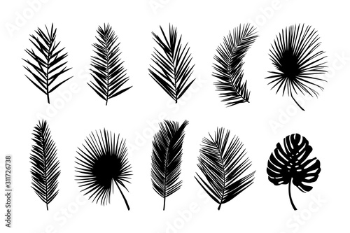 Set of palm silhouettes of palm leaves isolated on a white background. Vector illustration of tropical plants