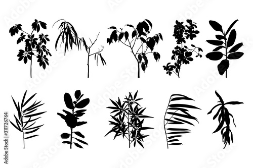 Set of silhouettes of houseplant isolated on a white background. Vector illustration of ficus and other plants