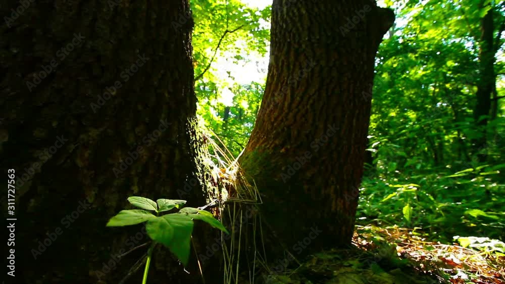 morning in the forest. the sun's rays pass through trees morning in the forest. the sun's rays pass through trees