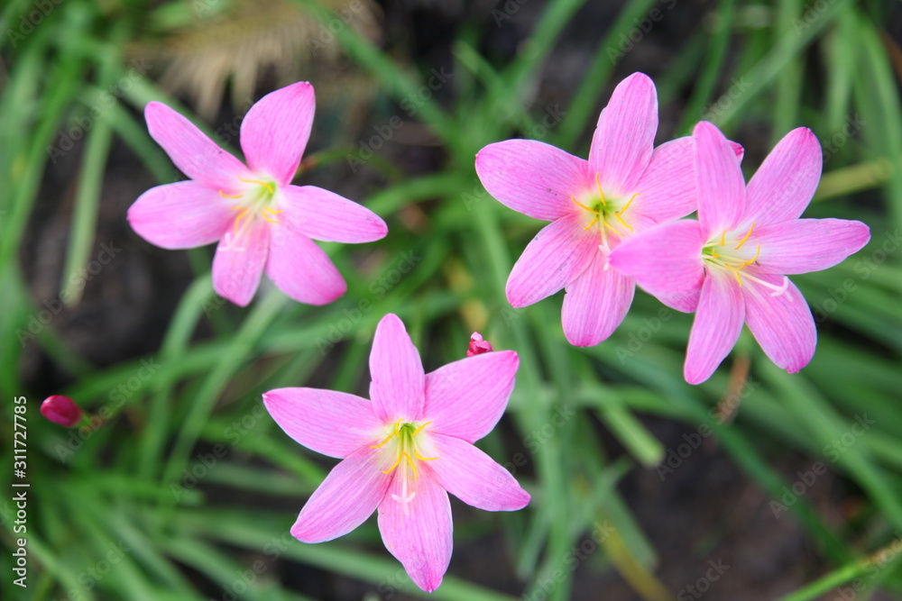 Fairy Lily Fairy Lily