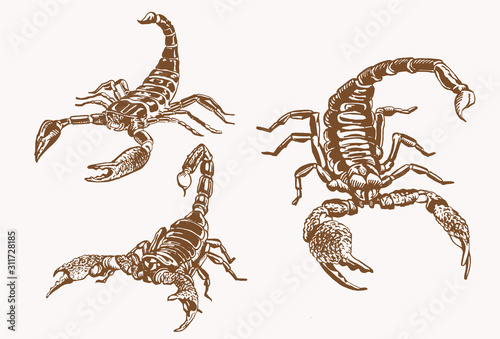 Graphical vintage set of scorpions , vector  sepia illustration