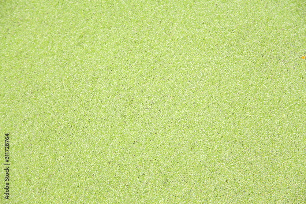 Fototapeta premium Green plant texture