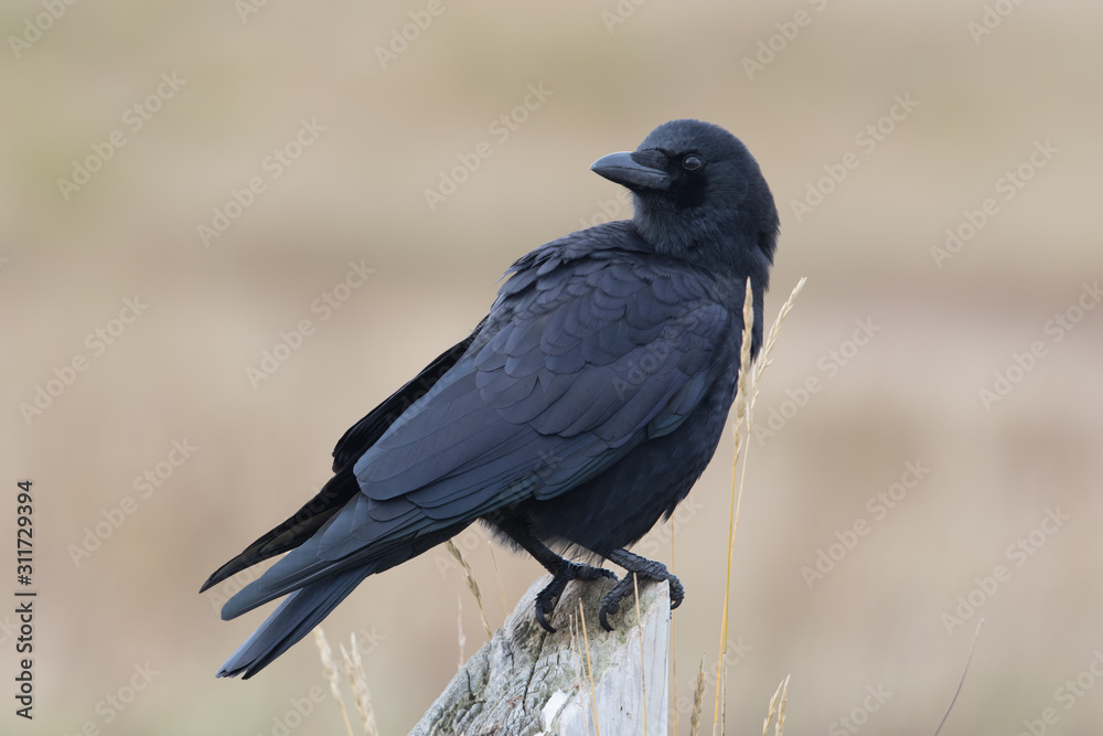crow on fence