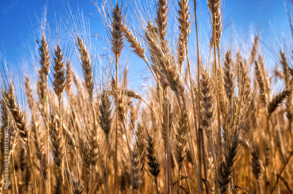 Ripe wheat against a blue sky Ripe wheat against a blue sky