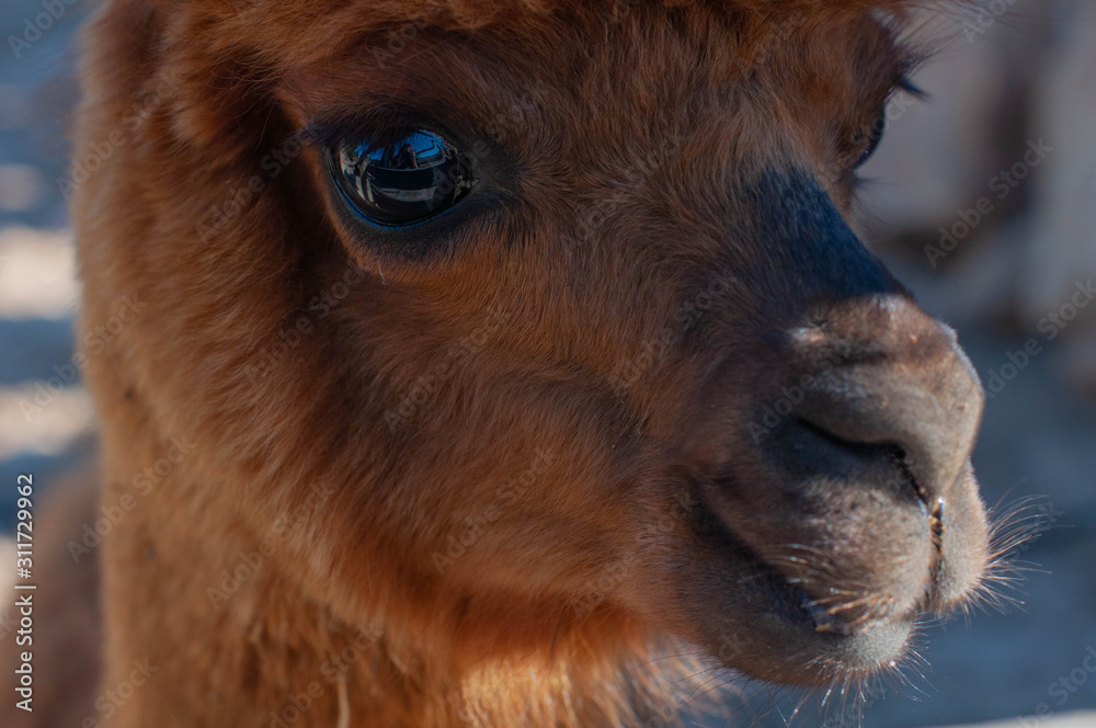 Brownish alpaca closeup portrait