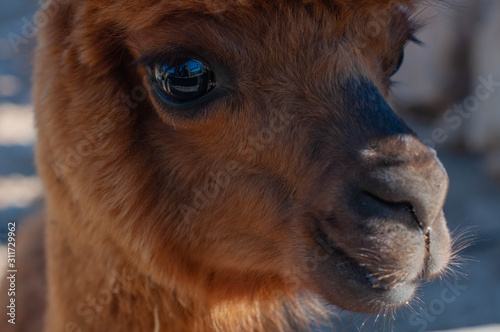 Brownish alpaca closeup portrait © MJ_Nightingale