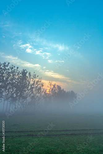 foggy morning view of mustard field in rural india in winters