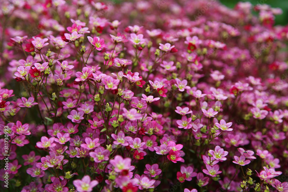 Schöne Blumen im Frühling